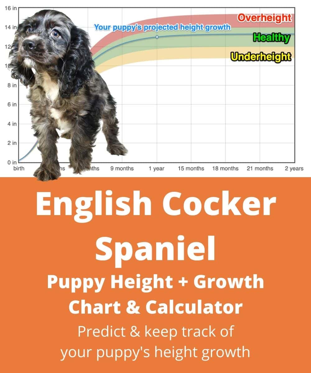 english-cocker-spaniel Puppy height Growth Chart